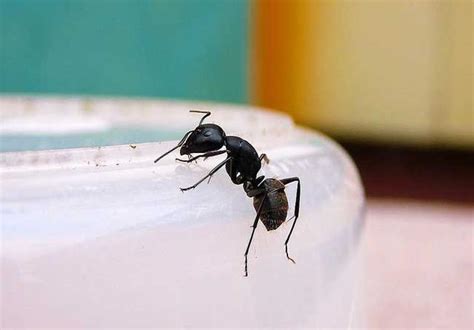 家裡有黑螞蟻風水 金水女